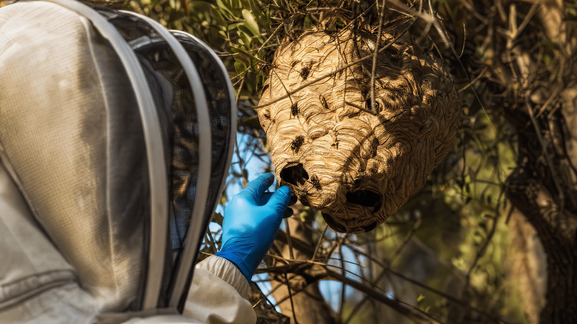 Oriental wasp nest discovered near homes in Jesús, Santa Eulària, Ibiza